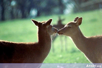 Kiss1 - Animal Kisses 
