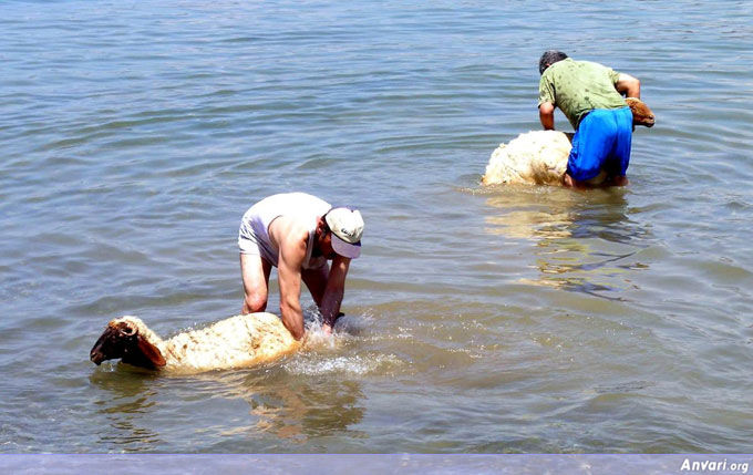 Iran Beach 05 - Beaches in Iran 