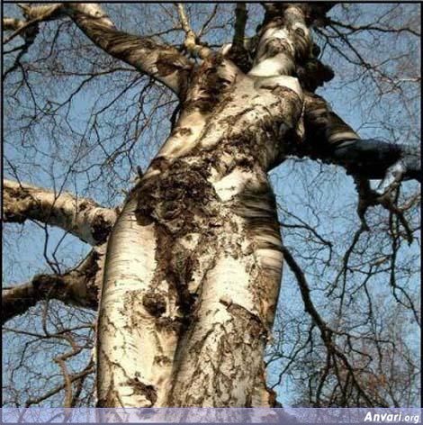 Woman Tree - Beautiful Natural Scenes 