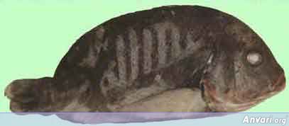 Islam Fish - Islam Fish 