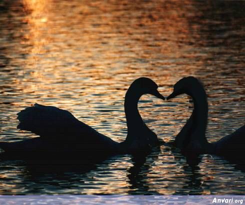 on Love 03 Love In Nature