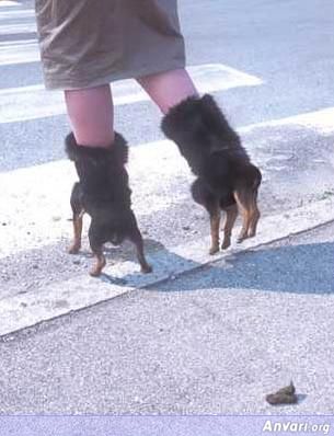 Dog Shoes - Photography Illusions 