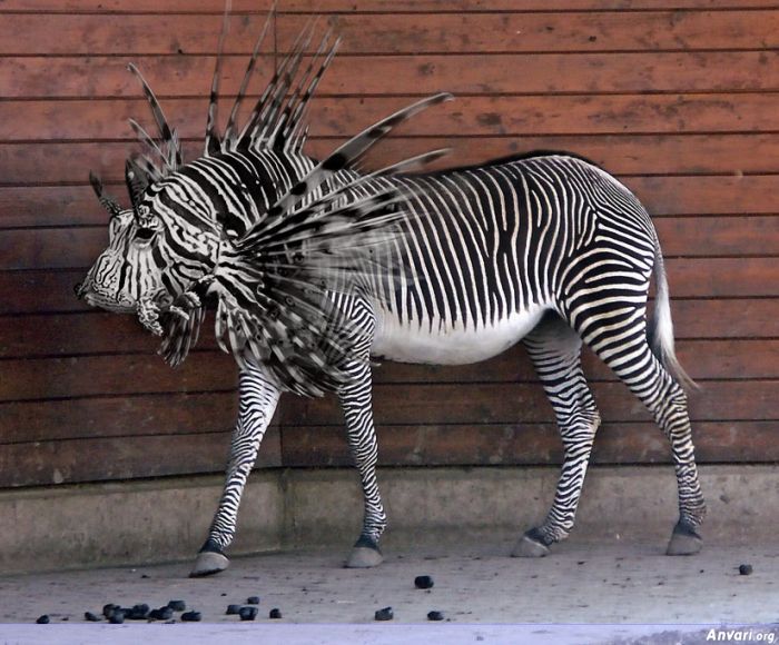 Photoshopped Animal 04 - Photoshopped Animals 