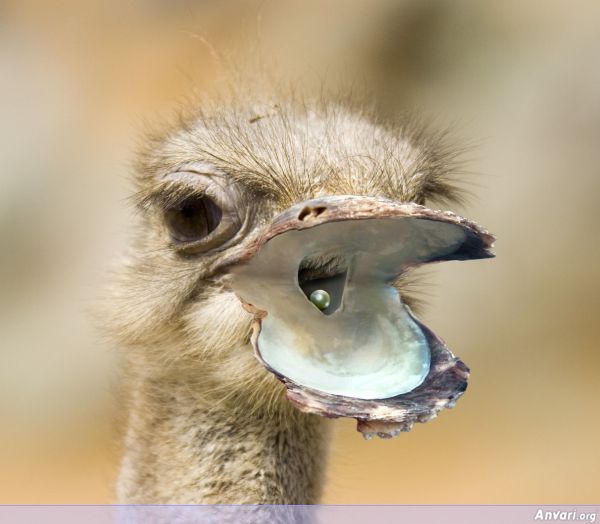 Photoshopped Animal 23 - Photoshopped Animals 