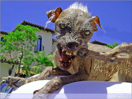 uglydog - Ugliest Dog in the World 