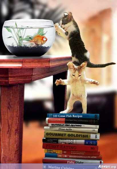 Cats Helping Eachother to get the Fish - Cats Helping Eachother to get the Fish 