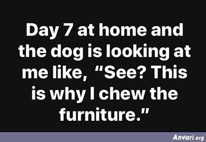 Dog Chewing Furniture - Corona Virus 