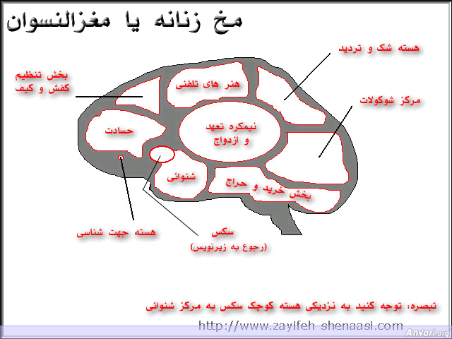 Brain Female - Farsi 