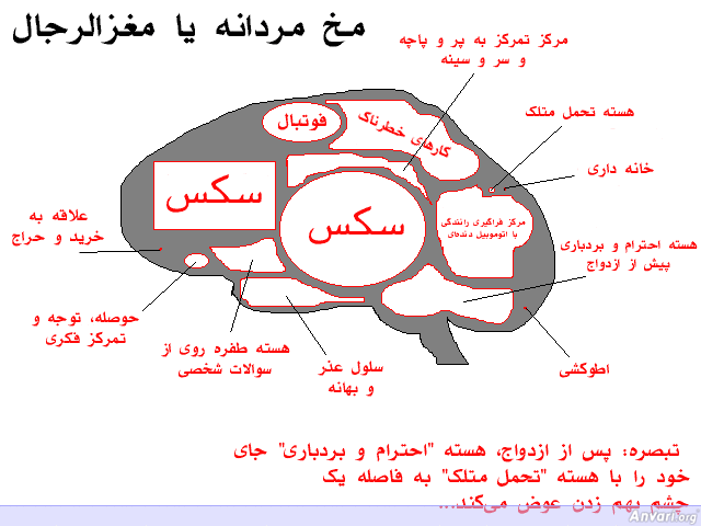 Brain Male - Farsi 