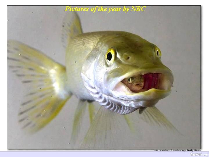 NBC Fish - Photography 