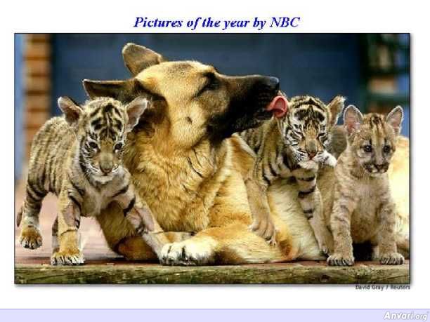 NBC Tigers - Photography 