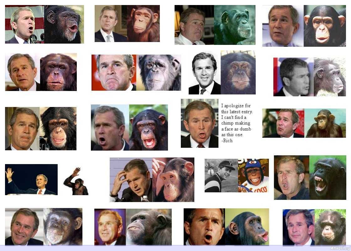 Bush Monkey - World Trade Center 