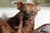 Sam, The World's Ugliest Dog Dies