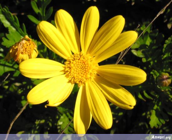 UCBerkeley Flower - UCBerkeley Flower 