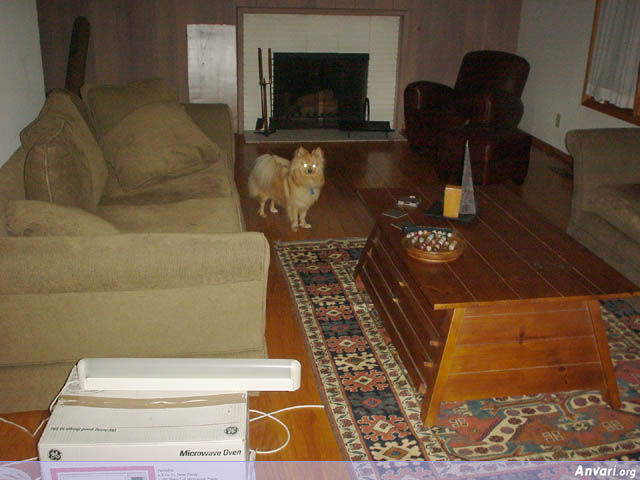 Oscar in the Living Room - Oscar in the Living Room 
