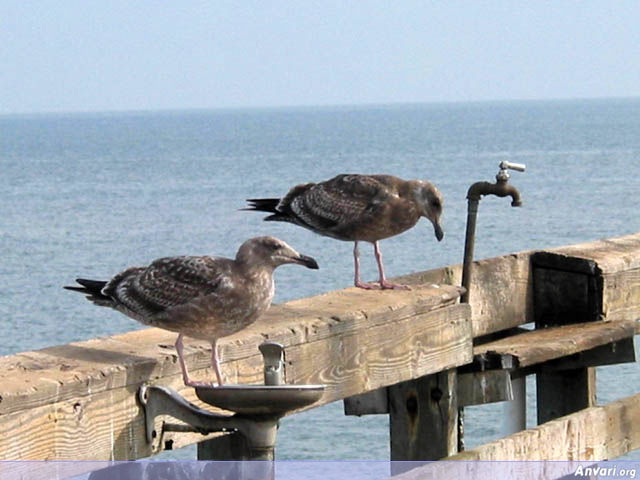 Seagull Drinking Water - Seagull Drinking Water 