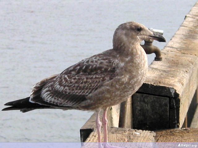 Seagull and Faucet - Seagull and Faucet 