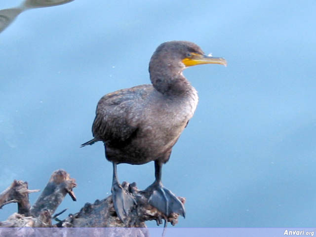 Bird in the Ocean - Bird in the Ocean 