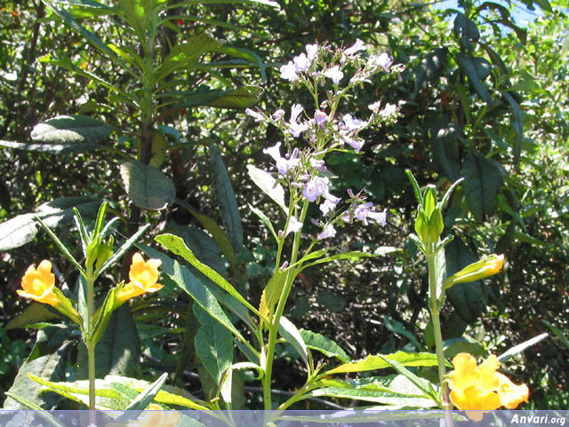 Flowers 1 - Flowers 1 