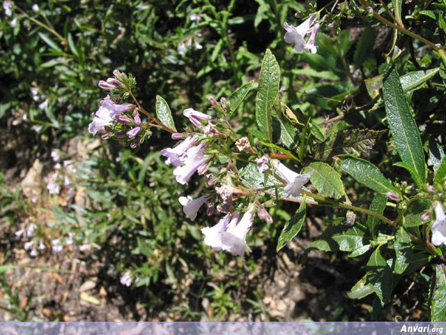 Flowers 2 - Flowers 2 