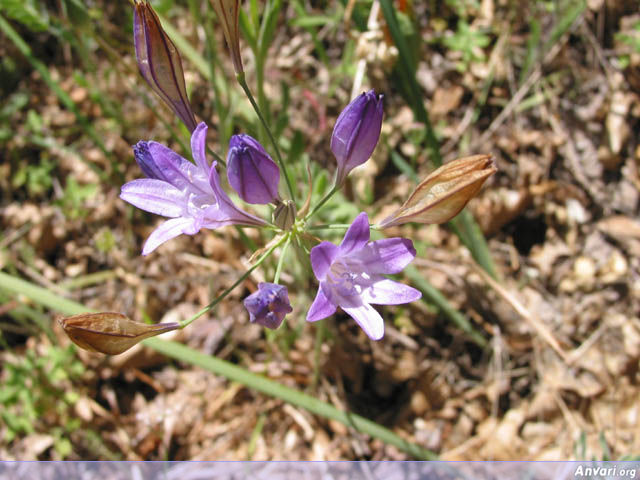 Flowers 3 - Flowers 3 