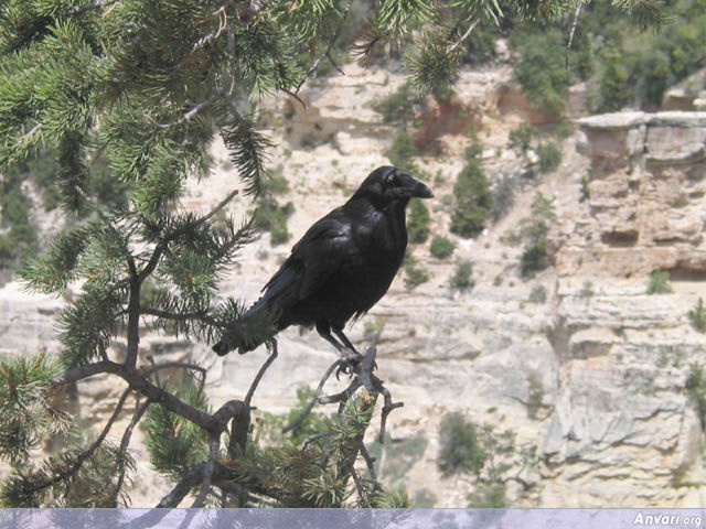 The Crow - The Crow 