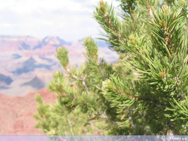 Tree and the Canyon - Tree and the Canyon 