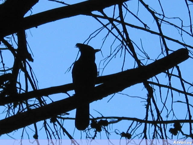 Bird Shot Blue Black - Bird Shot Blue Black 