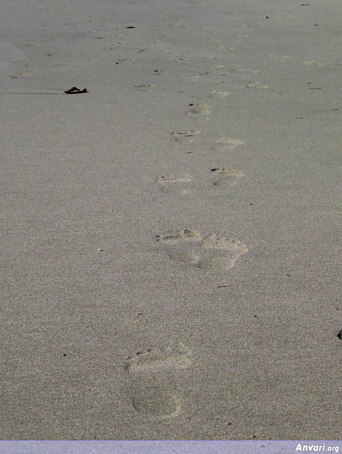 Footprints - Footprints 