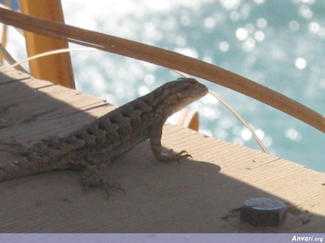 Lizard Getting Ready to Jump into the Ocean - Lizard Getting Ready to Jump into the Ocean 