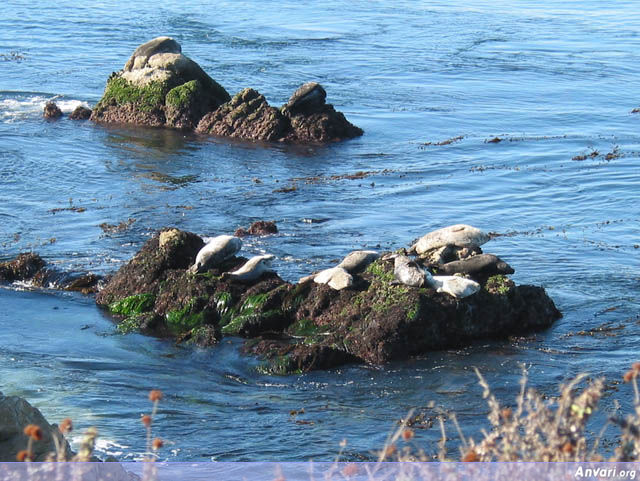 Seals - Seals 
