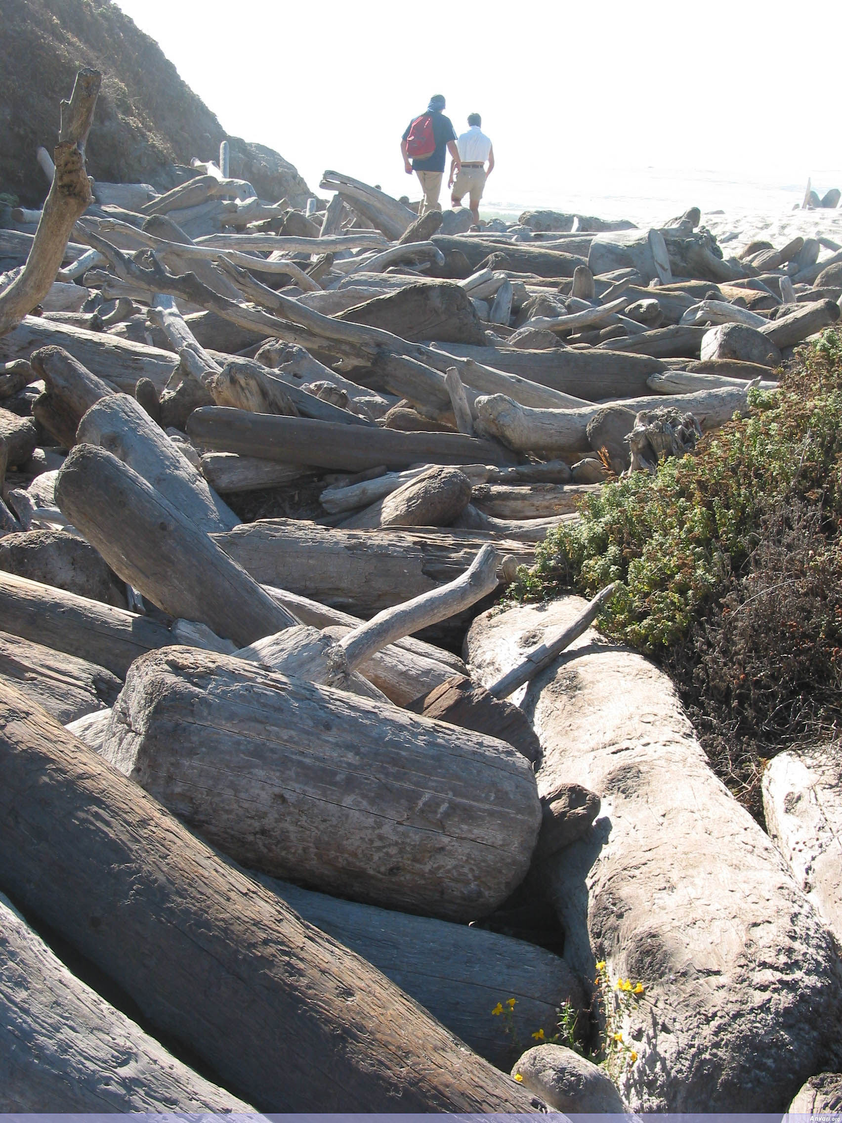 Seeking the Ocean Over the Trees - Seeking the Ocean Over the Trees 