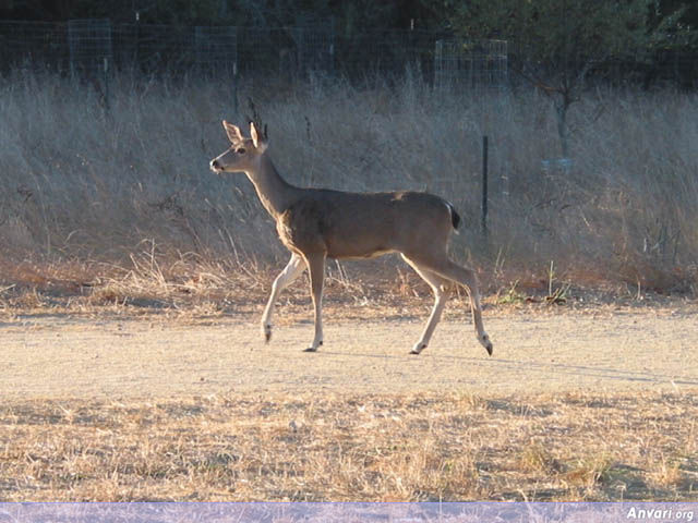 The Deer - The Deer 