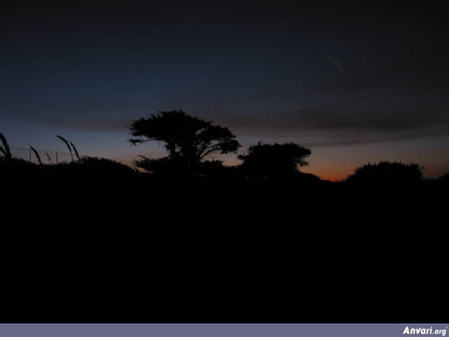 Trees in the Sunset - Trees in the Sunset 