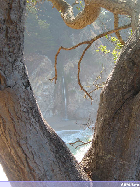Waterfall from the Tree - Waterfall from the Tree 