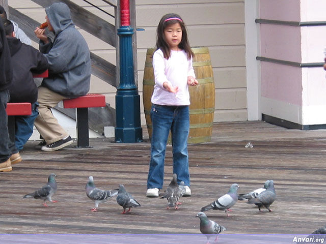 Bird Feeding - Bird Feeding 