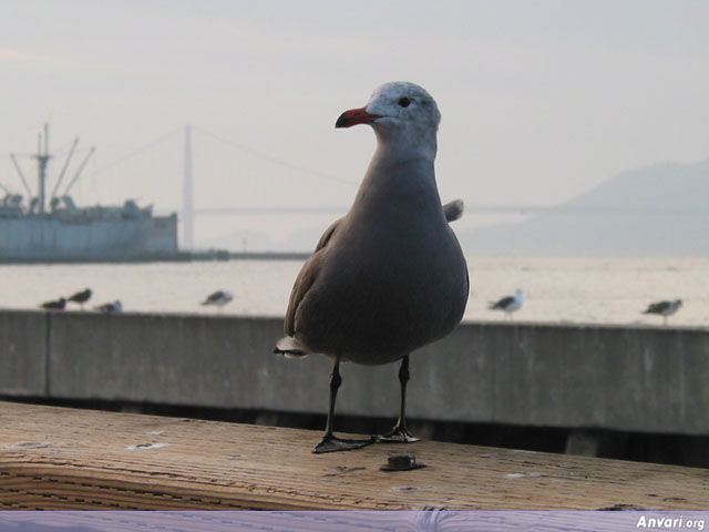 I am Taller than the Golden Gate - I am Taller than the Golden Gate 