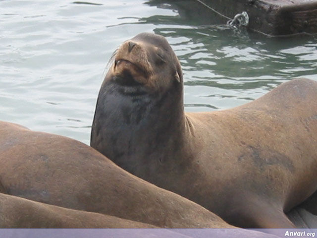 sea lion teddy