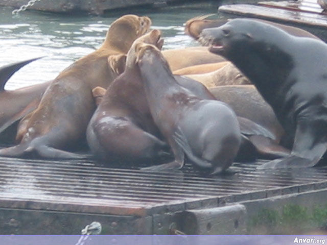 Sea Lions - Sea Lions 