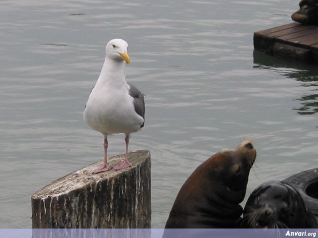 Seagull and Sea Lions - Seagull and Sea Lions 