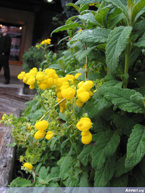 Yellow Flowers - Yellow Flowers 