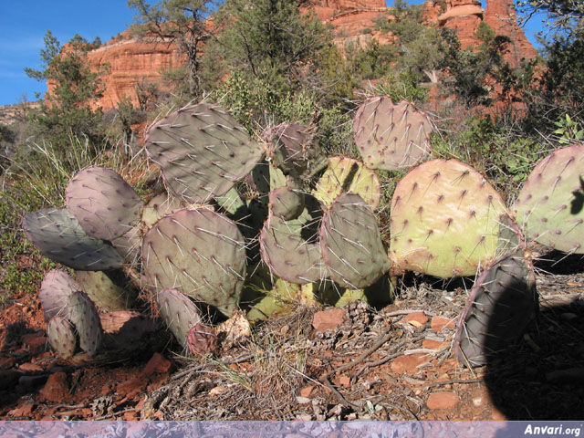 Cactus - Cactus 