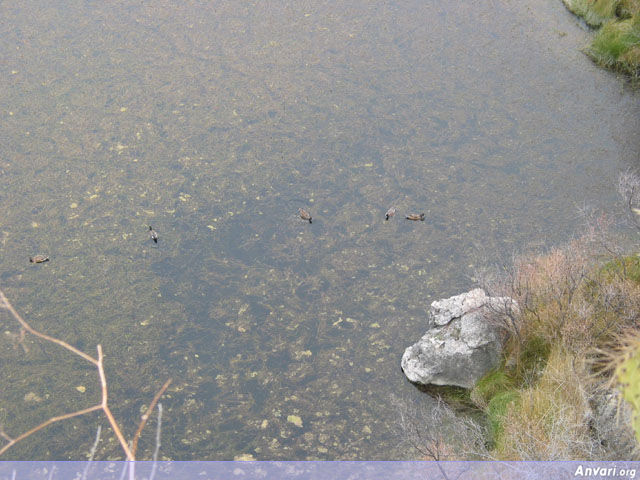 Ducks in Montezuma Well - Ducks in Montezuma Well 