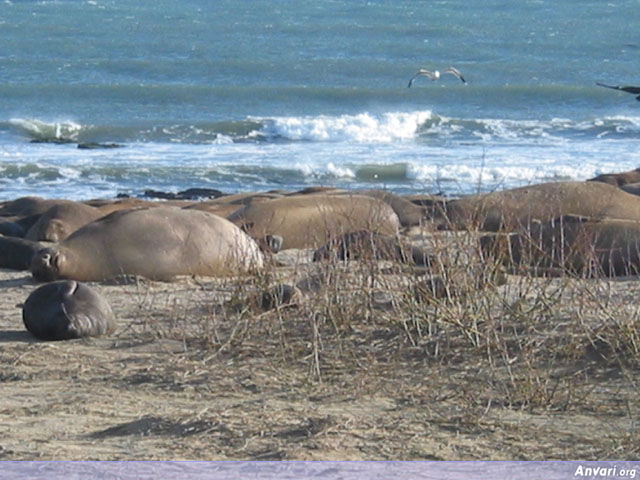 Lazy Seals - Lazy Seals 