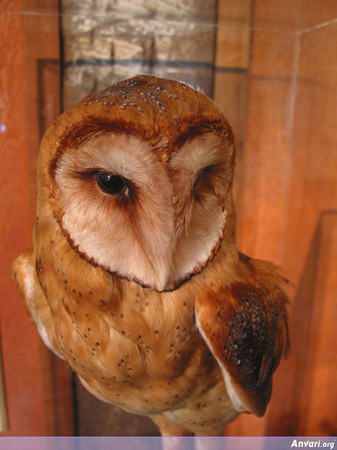 Owl - Owl 