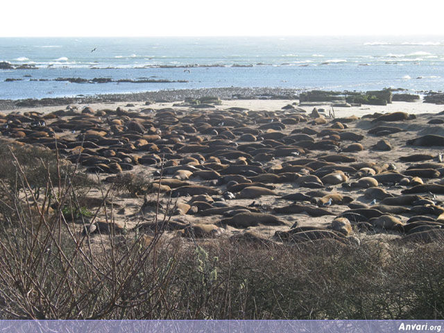 Seals 2 - Seals 2 