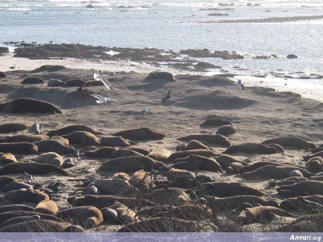 Seals and Seagulls - Seals and Seagulls 