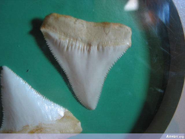 Shark Teeth - Shark Teeth 