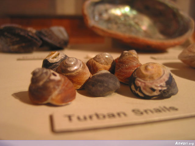 Turban Snails - Turban Snails 