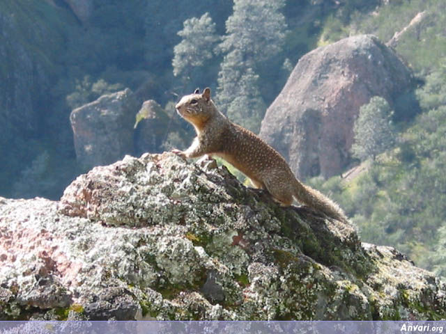 Squirrel 1 - Squirrel 1 